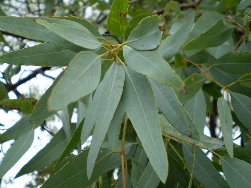 Image of Eucalyptus staigeriana F. Müll. ex Bailey