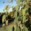 Image of Eucalyptus olida L. A. S. Johnson & K. D. Hill