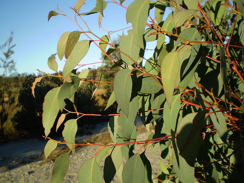Image of Eucalyptus olida L. A. S. Johnson & K. D. Hill