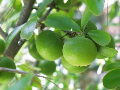 Image of Ceylon gooseberry