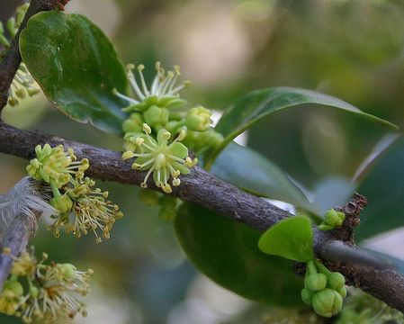 Image of Ceylon gooseberry