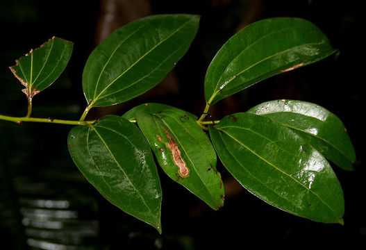 Image of indian bark