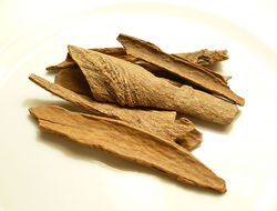 Image of Cinnamomum loureiroi Nees