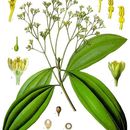 Image of Cinnamomum cassia (L.) Presl