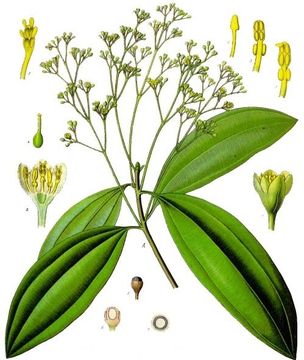 صورة Cinnamomum cassia (L.) Presl