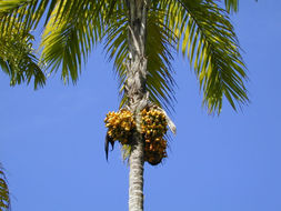 Image of bactris palm