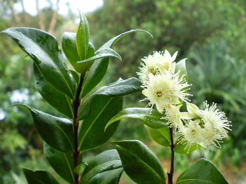 Image de Backhousia myrtifolia Hook. & Harv.