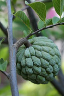 Image of Annona liebmanniana Baill.