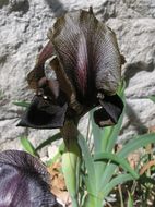 Plancia ëd Iris nigricans Dinsm.