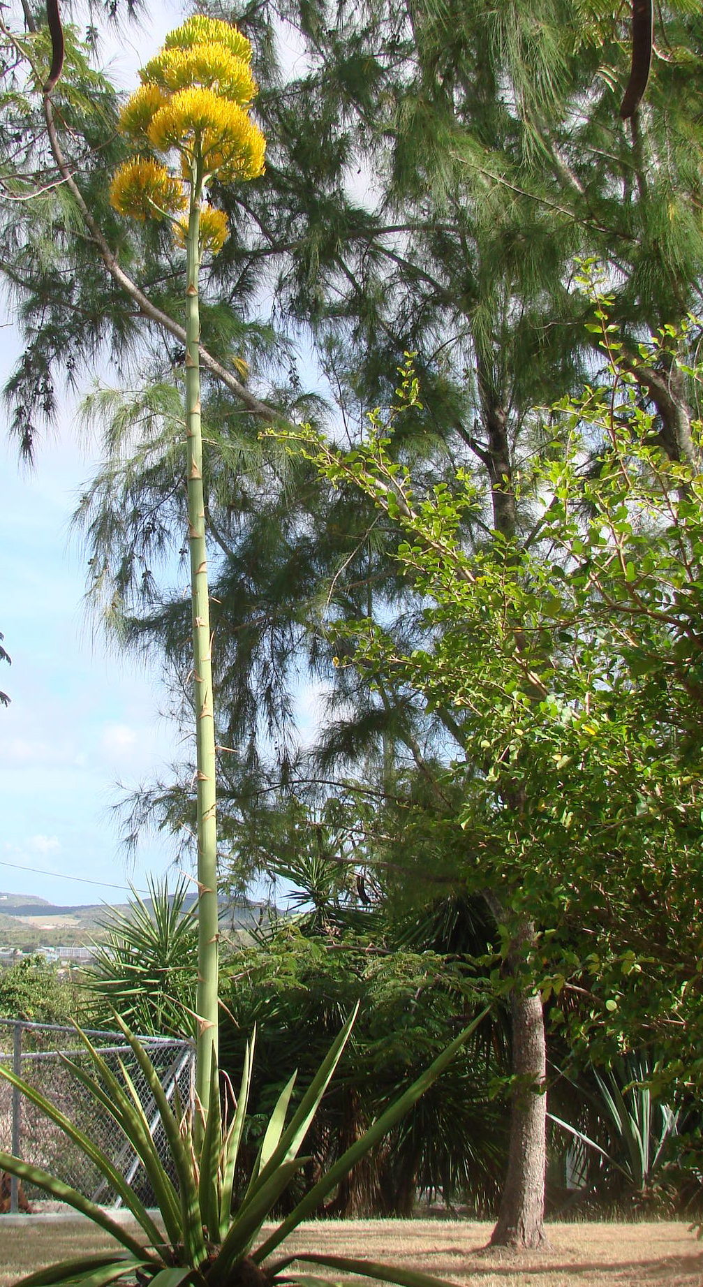 Image of Agave karatto Mill.