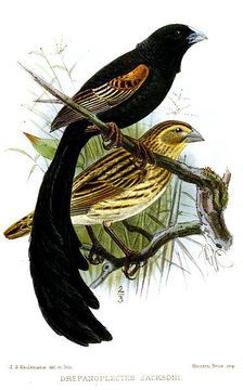 Image of Jackson's Whydah