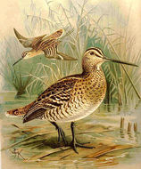 Image of Great Snipe