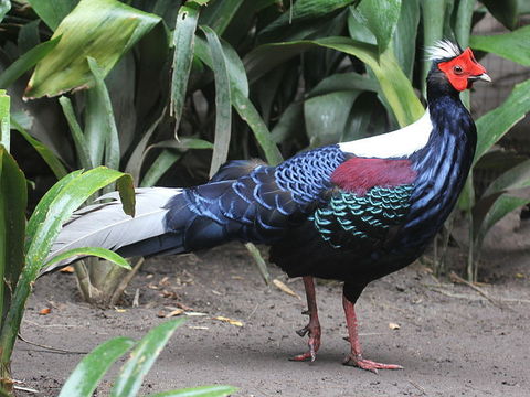 Image of Swinhoe's Pheasant