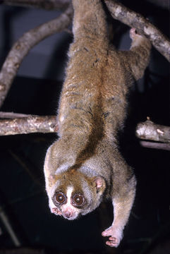 Image of slow loris