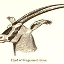 Слика од Oryx beisa callotis Thomas 1892