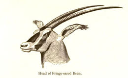 Image of Fringe-eared oryx