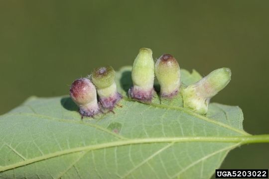 Image of Hackberry Psyllids