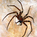 Image of Giant huntsman spider