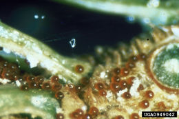 Image of Oligonychus