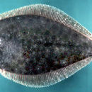Слика од Paralichthys dentatus (Linnaeus 1766)
