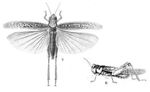 Imagem de <i>Melanoplus spretus</i>