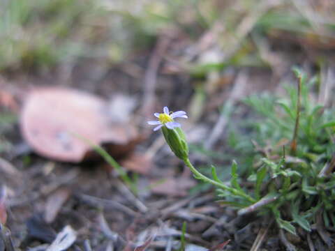 Image of Vittadinia muelleri N. T. Burbidge