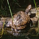 Image of Short-necked Turtle