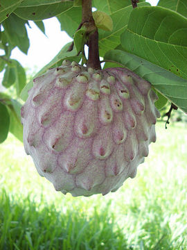 صورة Annona macroprophyllata Donn. Sm.