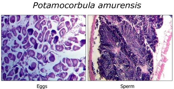 Image of Potamocorbula Habe 1955