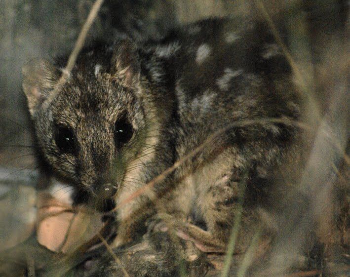 Image of quoll