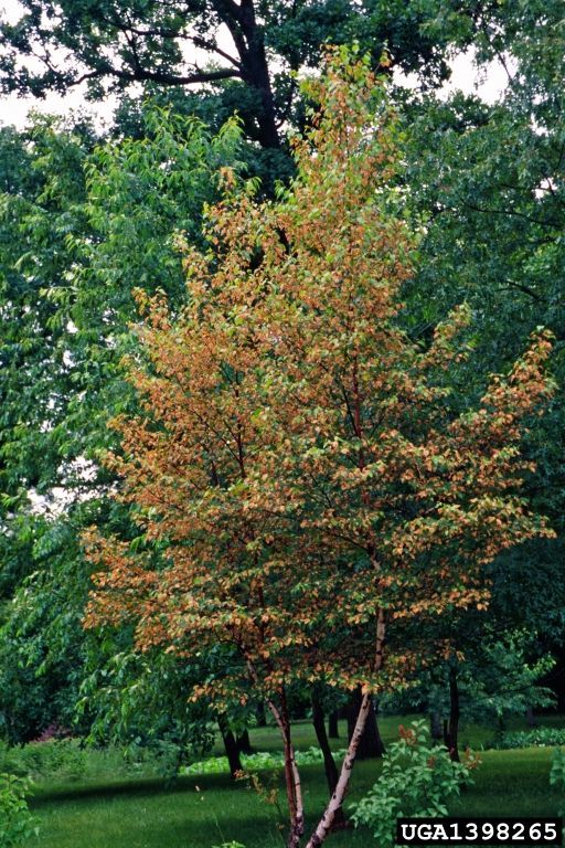 Image of Birch leafminer