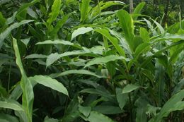 Image of cardamom