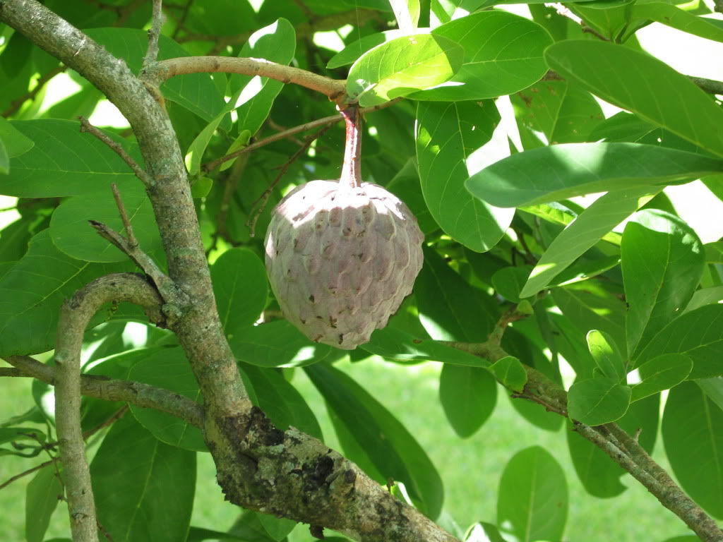 Sivun Annona macroprophyllata Donn. Sm. kuva