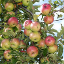 Image of apple