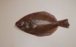 Image of Paralichthys