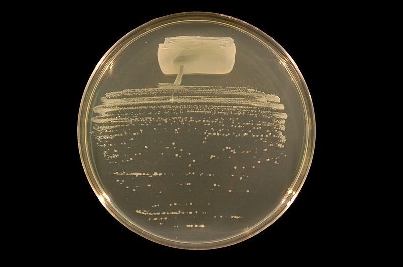 Sivun Rhizobium tropici kuva