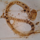 Image of Rhombozoa van Beneden