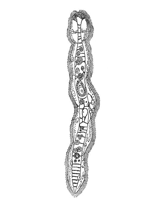 Image of Rhombozoa van Beneden