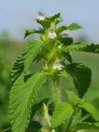 Image of lesser hemp-nettle