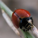 Image of Nine-spotted Lady Beetle