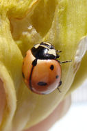 Sivun Coccinella novemnotata Herbst 1793 kuva