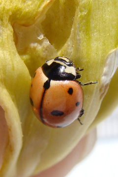 Image of Nine-spotted Lady Beetle