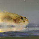 Image of Tidewater Goby