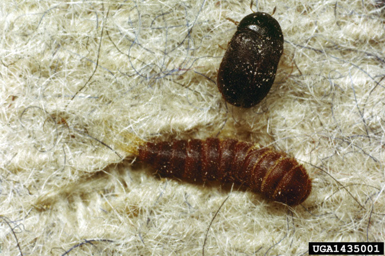 Image of Black carpet beetle
