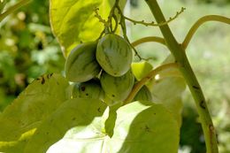 Image of Tamarillo