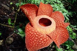 Image of Rafflesia arnoldii R. Br.
