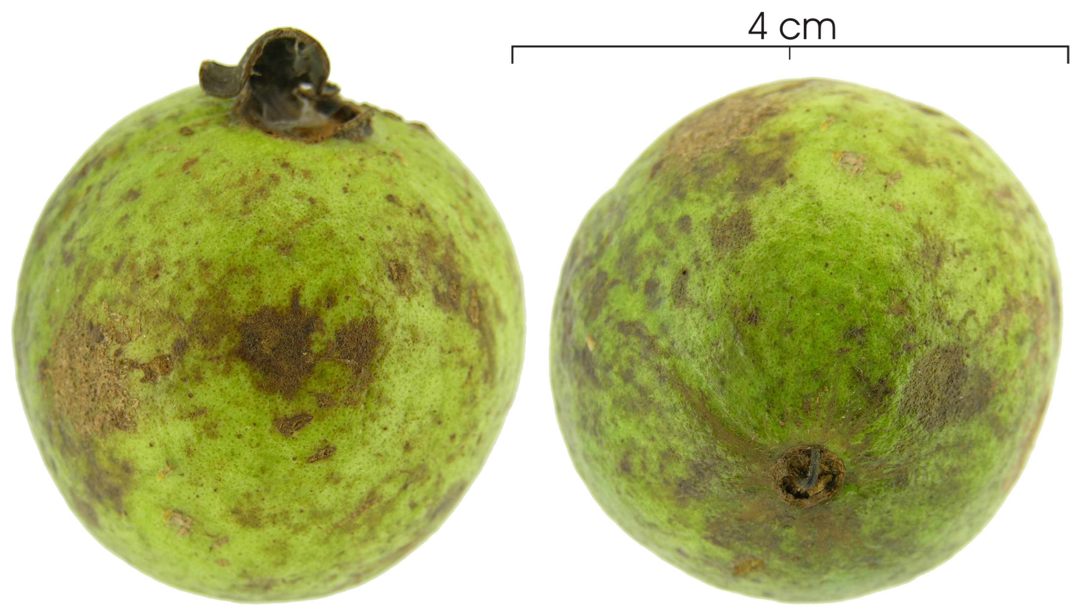 Image of wild guava