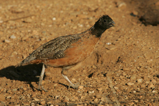 Image of Masked bobwhite (quail)