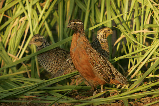 Image of Masked bobwhite (quail)