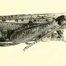 Image of Rocky Mountain Locust